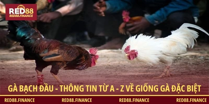 Gà bạch đầu