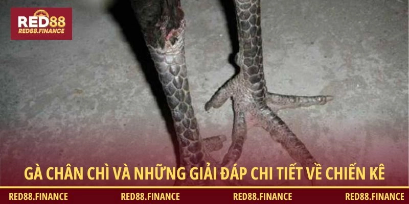 Gà chân chì