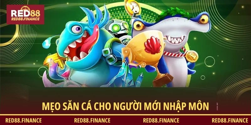 Mẹo săn cá cho người mới nhập môn