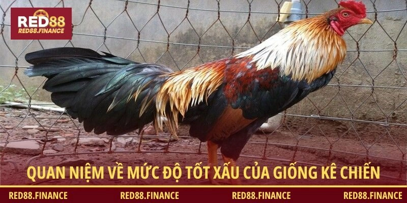Quan niệm về mức độ tốt xấu của giống kê chiến