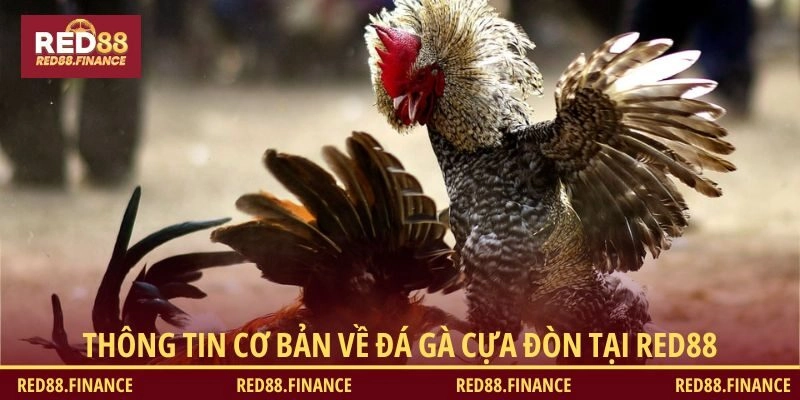 Thông tin cơ bản về đá gà cựa đòn tại RED88