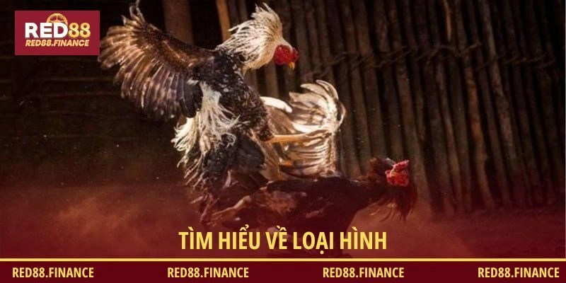 Tìm hiểu về loại hình